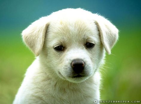 fiatal-feher-kis-kutya-kep.jpg